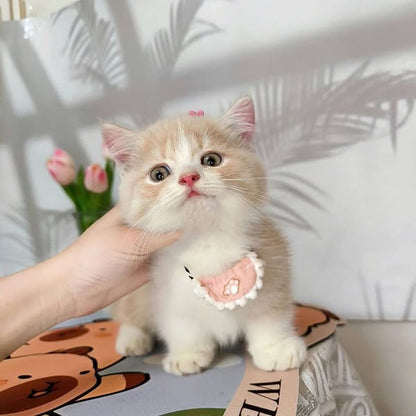 Munchkin