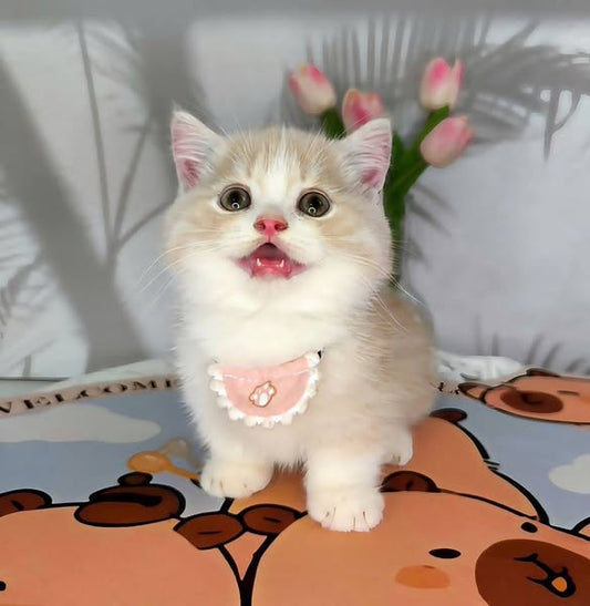 Munchkin