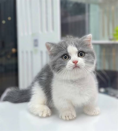 British Shorthair