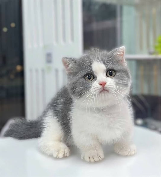 British Shorthair