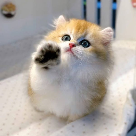 Munchkin Longhair