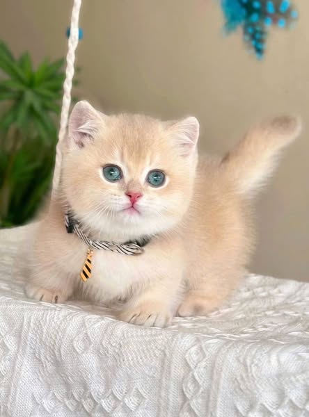 Munchkin