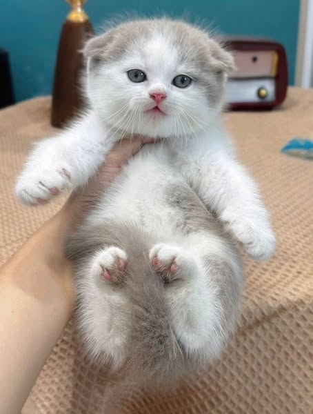Scottish Fold