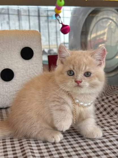 Munchkin