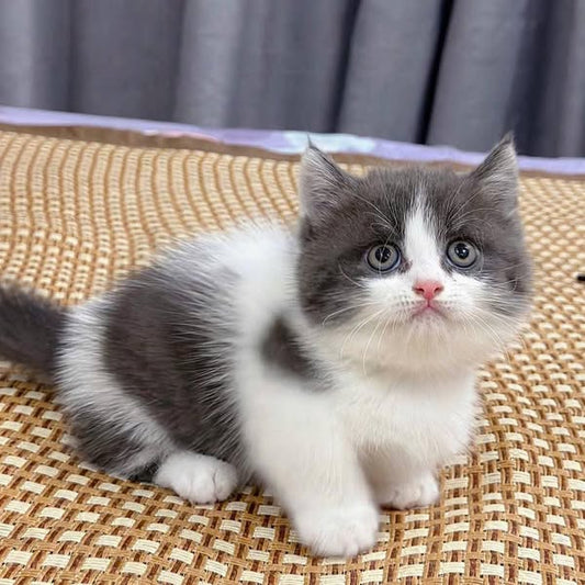 Munchkin