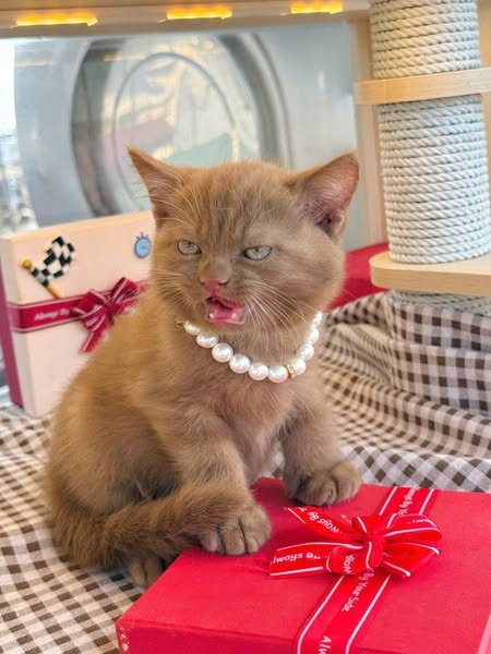 British Shorthair