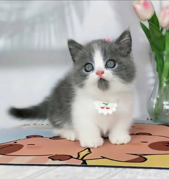 Munchkin