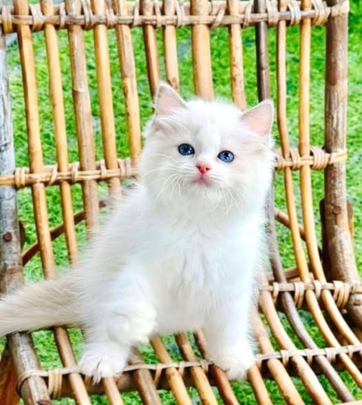 Ragdoll