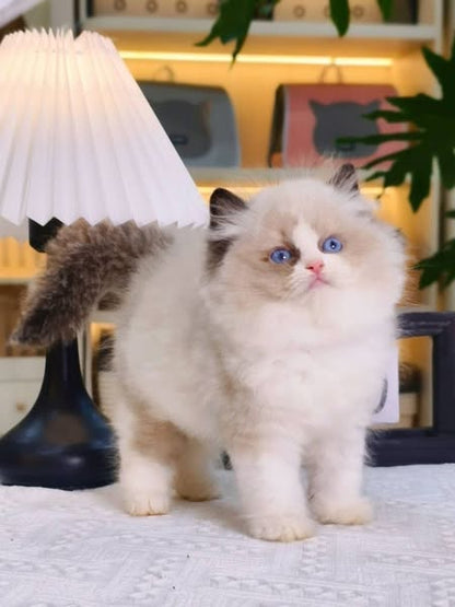 Ragdoll