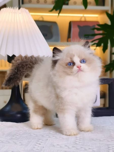 Ragdoll