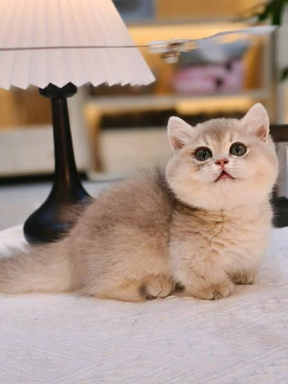 Munchkin