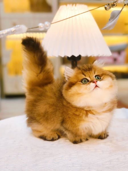 Munchkin Longhair