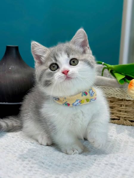 Munchkin