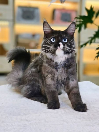 Maine Coon
