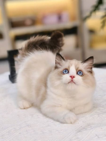 Ragdoll