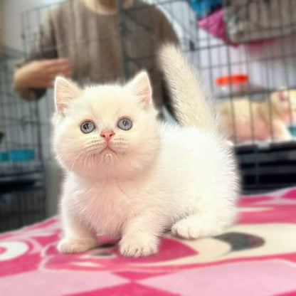 Munchkin