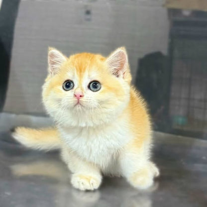 British Shorthair