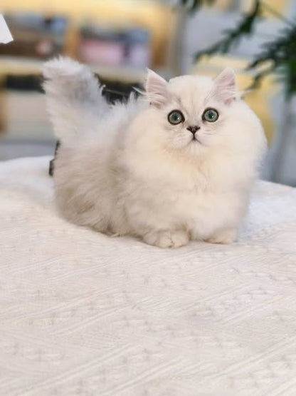 Munchkin Longhair