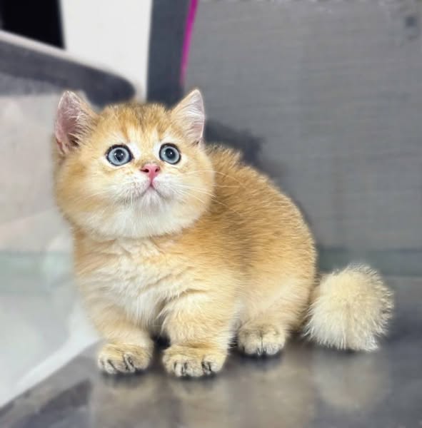 Munchkin