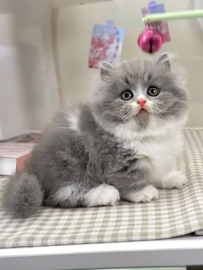 Munchkin Longhair
