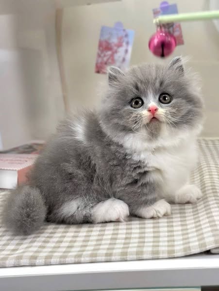 Munchkin Longhair