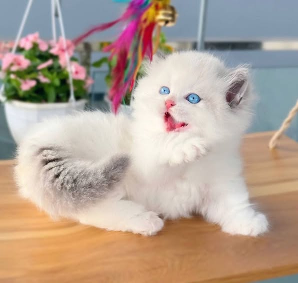 Munchkin Ragdoll Longhair
