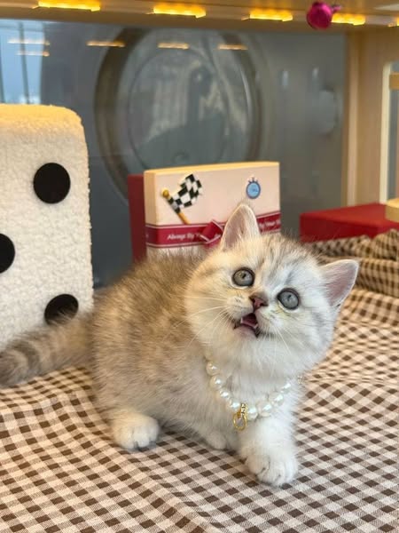British Shorthair