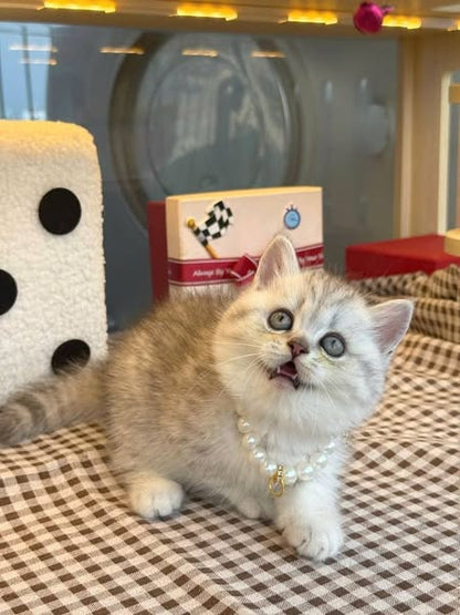 British Shorthair