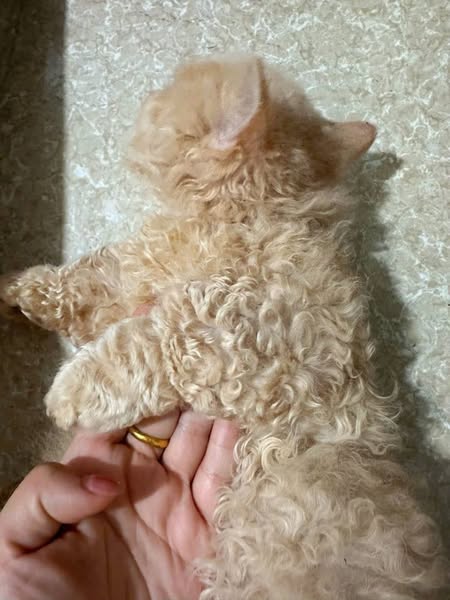 Selkirk Rex Munchkin