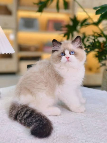 Ragdoll