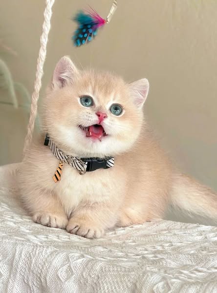 Munchkin