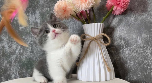 Munchkin Fold