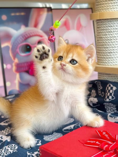 British Shorthair
