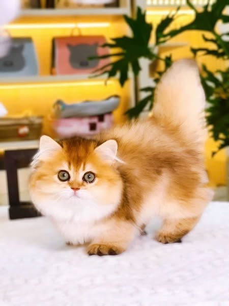 Munchkin Longhair