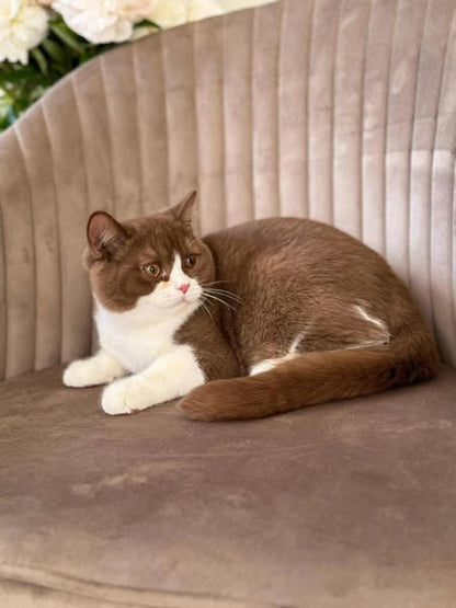 British Shorthair