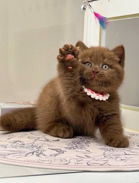 British Shorthair