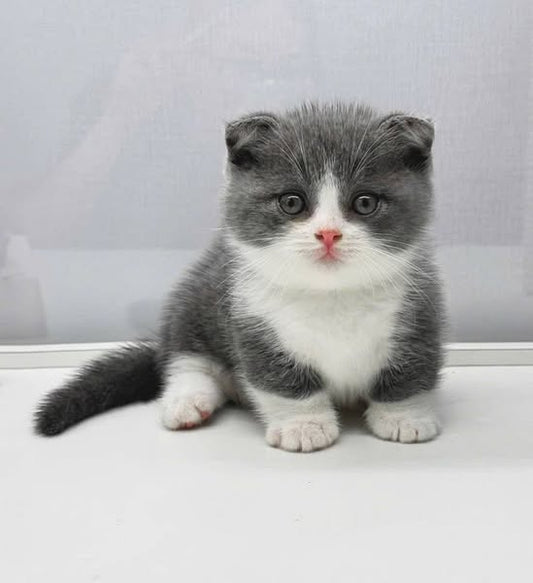 Munchkin Fold
