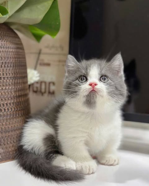Munchkin