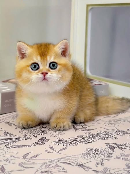 Munchkin