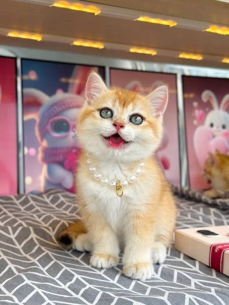 British Shorthair
