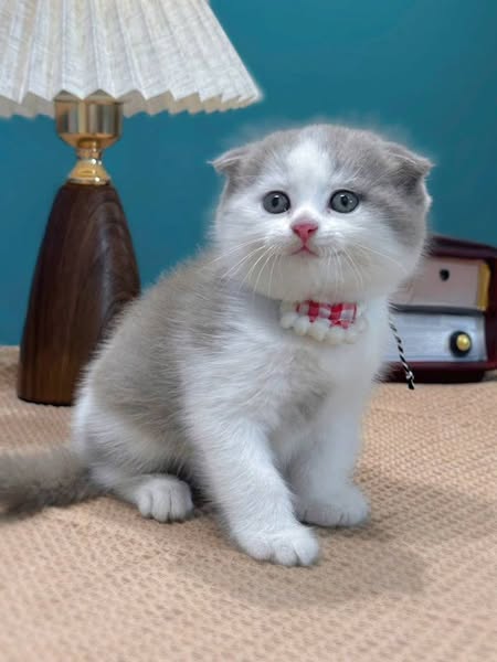 Scottish Fold