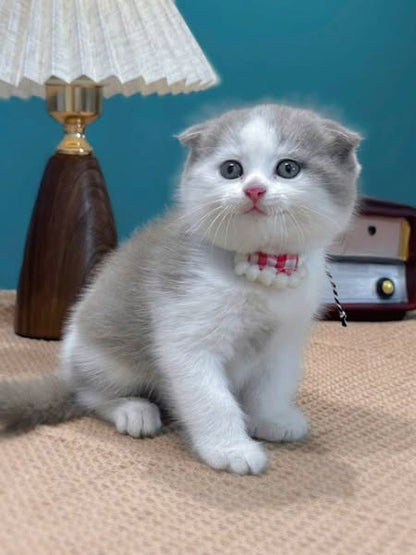 Scottish Fold