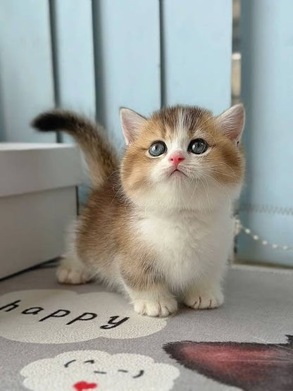 Munchkin