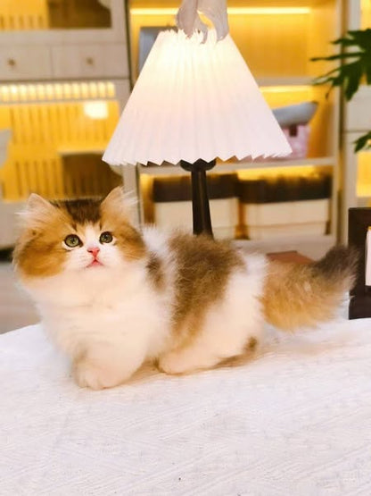 Munchkin Longhair