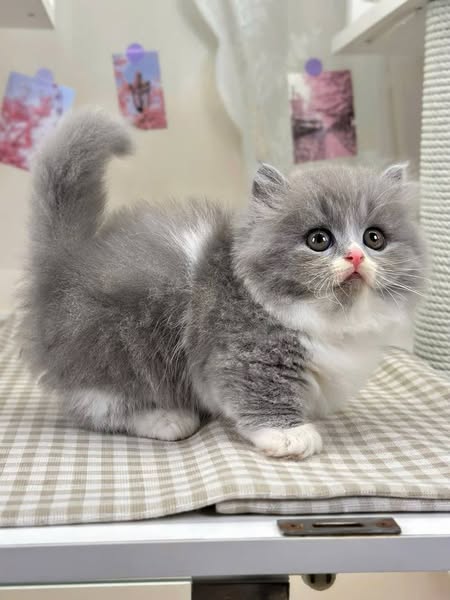 Munchkin Longhair