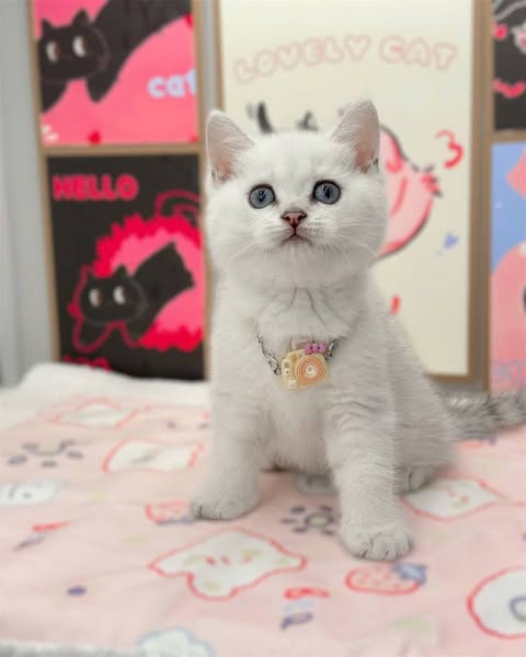 British Shorthair