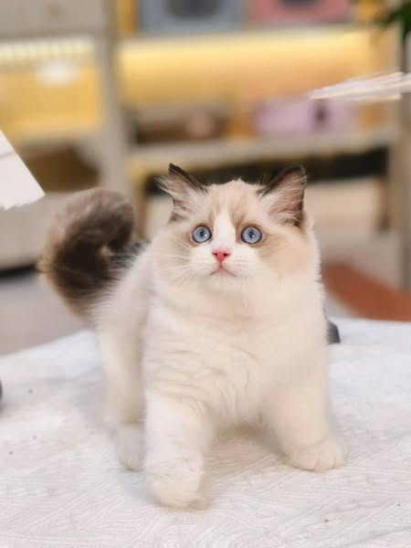 Ragdoll