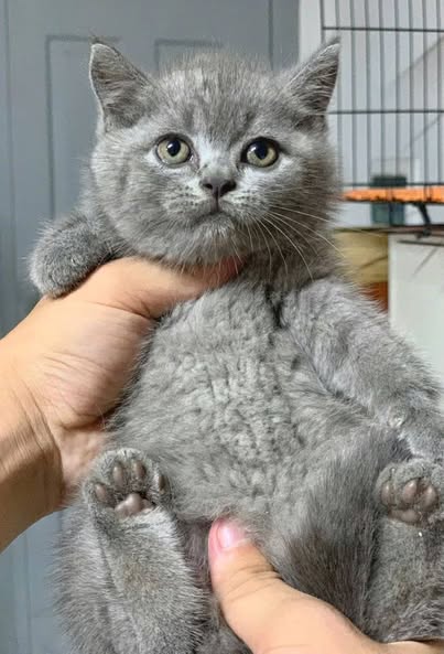 British Shorthair