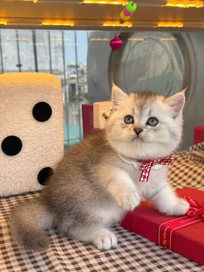 British Shorthair