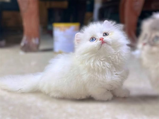 Munchkin Longhair